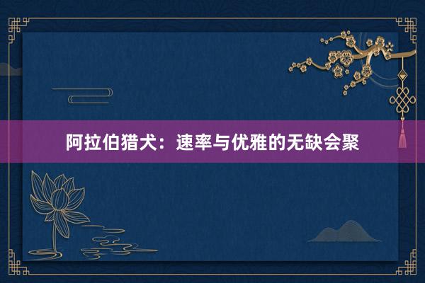 阿拉伯猎犬:速率与优雅的无缺会聚